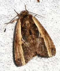 Spatalia sikkima