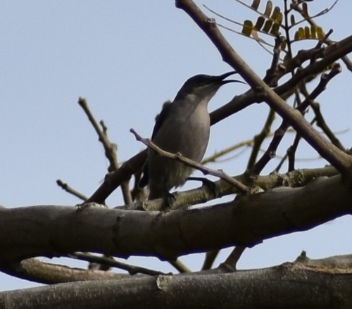 Grey Sunbird (Cyanomitra veroxii), photo 10