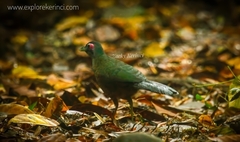 Sumatran Ground Cuckoo photo 2