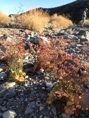 Eriogonum hoffmannii robustius