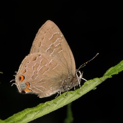 Satyrium liparops