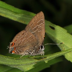 Satyrium liparops
