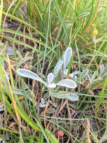Sideritis scardica, photograph 4