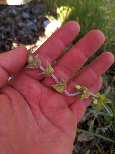 Sideritis scardica, photograph 5
