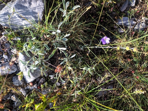 Sideritis scardica, photograph 6