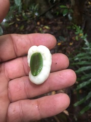 Irvingbaileya australis