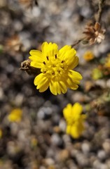 Deinandra