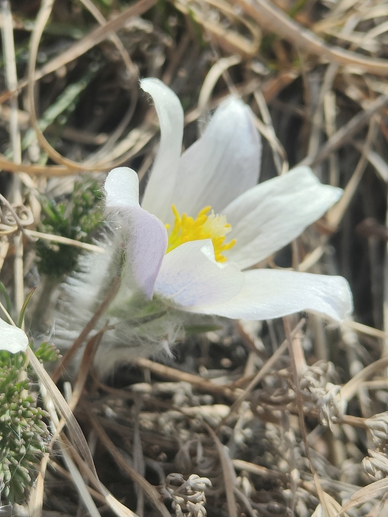 Pulsatilla hezijianensis