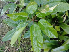 Schefflera