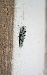Izatha peroneanella