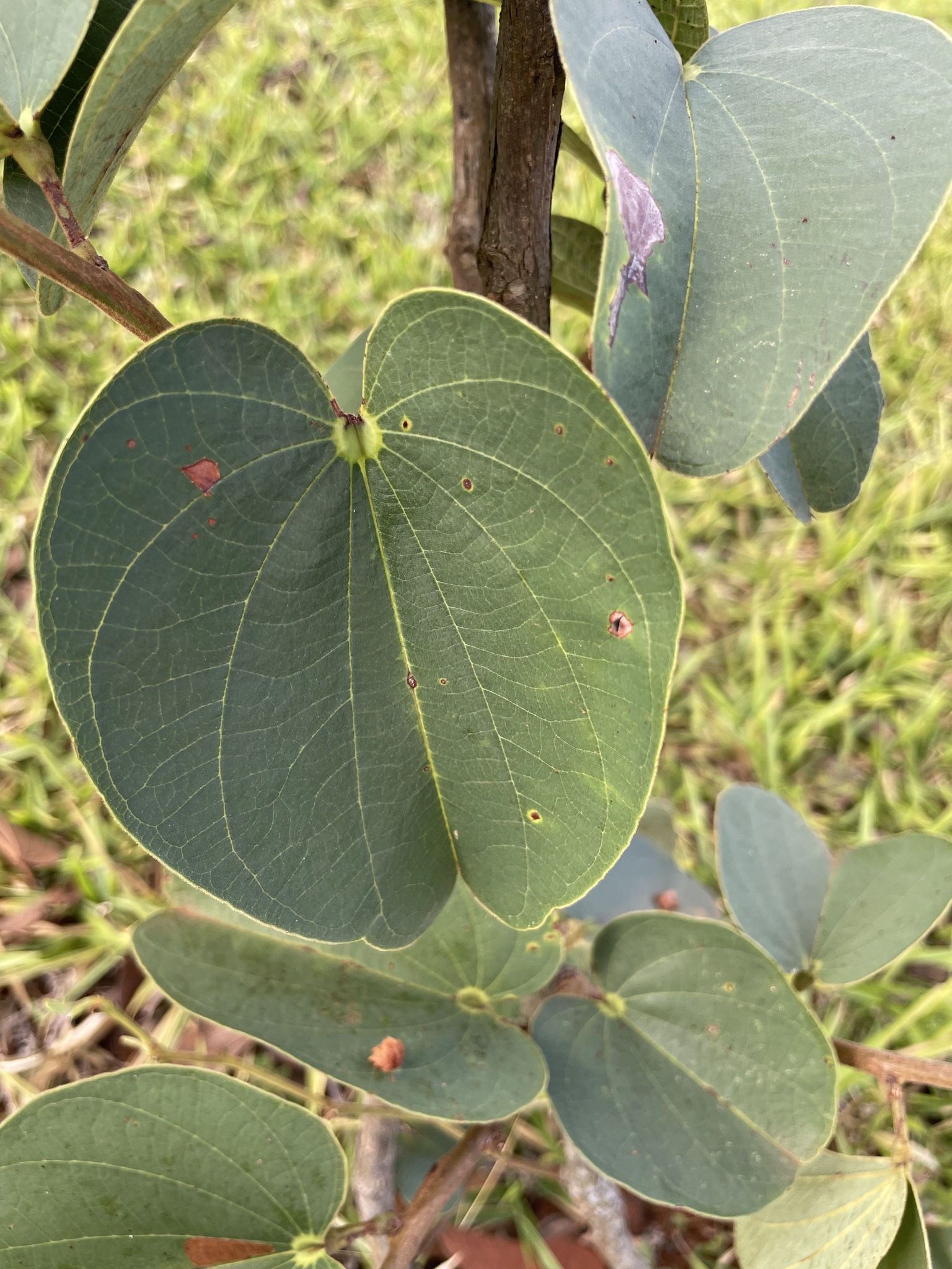 Bauhinia variegata