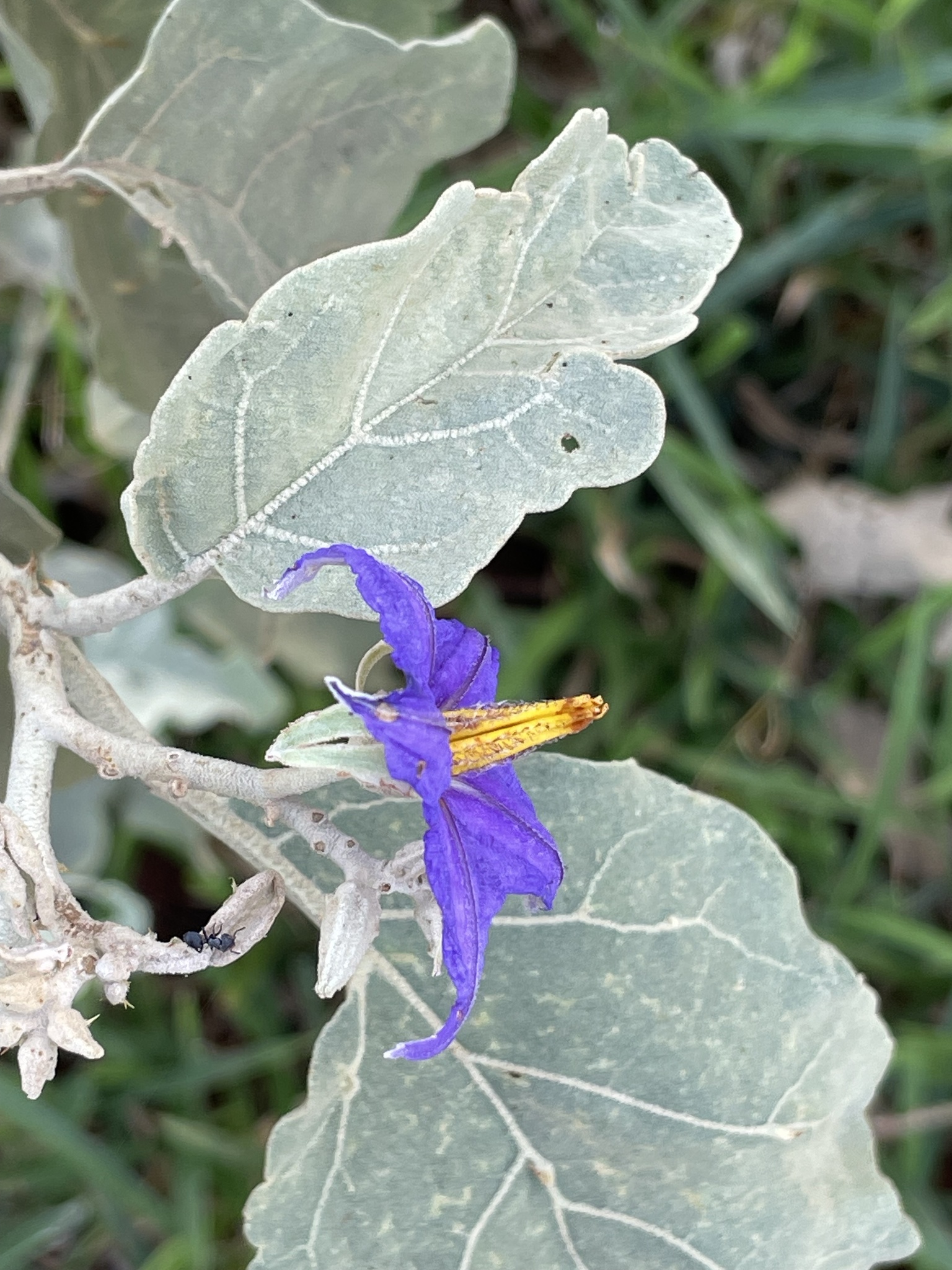 Solanum lycocarpum
