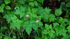 Geranium robertianum