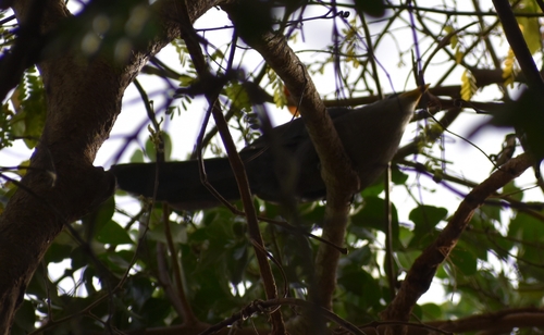 Green Malkoha (Ceuthmochares australis), photo 10