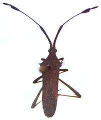Chariesterus moestus