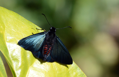 Mimardaris aerata