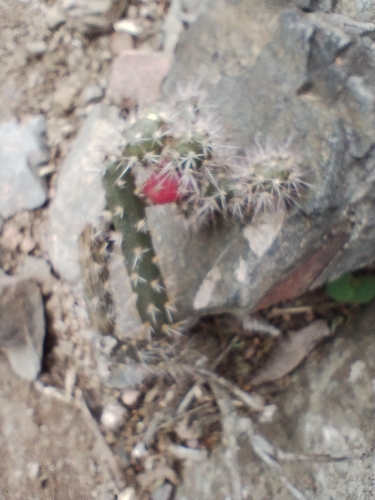 Salmonopuntia salmiana, photograph 6