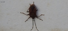Urochela quadrinotata
