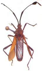 Chariesterus moestus