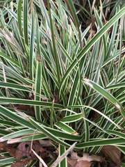 Carex morrowii