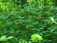 Lonicera ciliosa