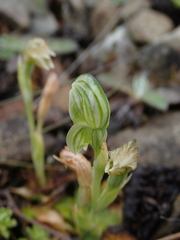 Pterostylis tanypoda