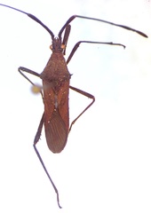 Chariesterus moestus