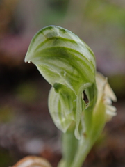 Pterostylis tanypoda