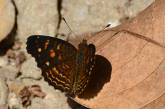 Anthanassa acesas