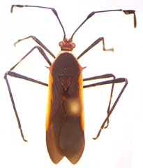 Plapigus circumcinctus