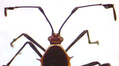 Plapigus circumcinctus