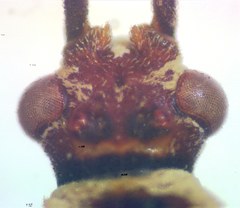 Plapigus circumcinctus