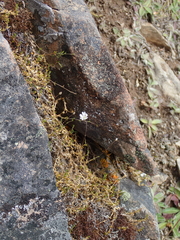 Stellaria gracilenta