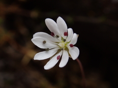 Stellaria gracilenta