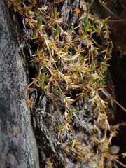Stellaria gracilenta