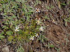 Brachyscome sinclairii