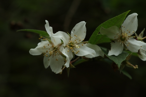 Philadelphus kunmingensis