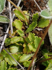 Brachyscome sinclairii