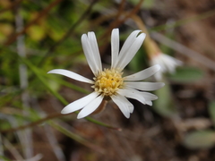 Brachyscome sinclairii