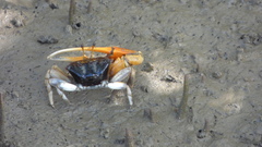 Tubuca coarctata