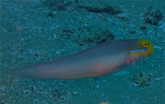 Valenciennea strigata