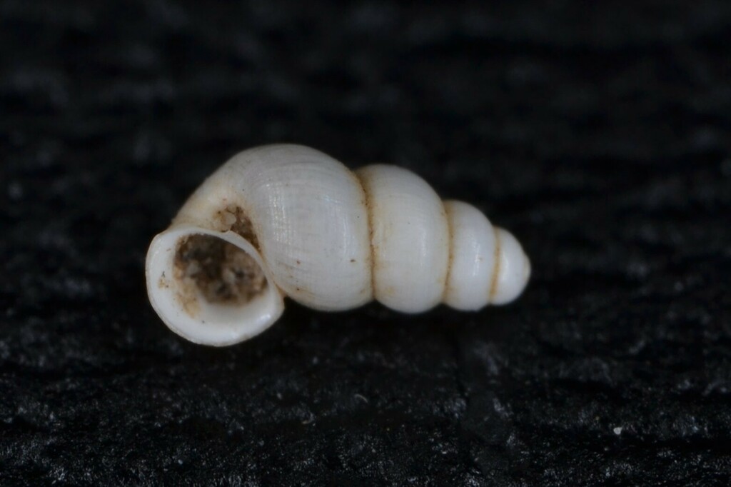 Spiralix rayi