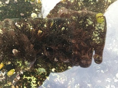 Odonthalia floccosa