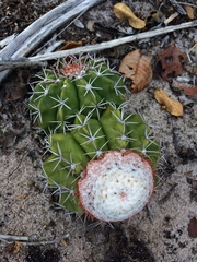 Melocactus