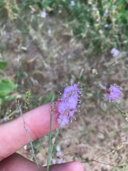 Boerhavia xantii