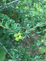 Tetracoccus capensis