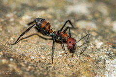Camponotus mocsaryi
