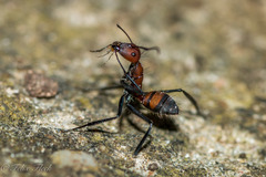 Camponotus mocsaryi
