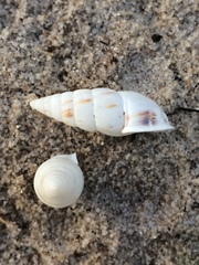 Cyclodontina inflata