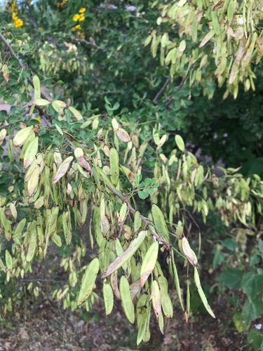 Mexican logwood